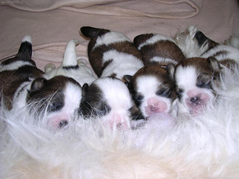 Foto: �t��ata-po��d p�i chuti...