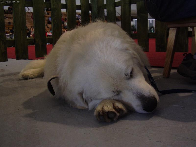 Foto: Fedor Janin ran�-Sp�nok nadov�etko - aj po�as ruchu v�stav :)