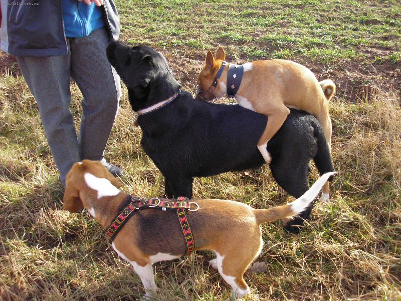 Foto: Pejsek barunka-J� si tak �ebr�m a n�kdo m� otravuje,hm