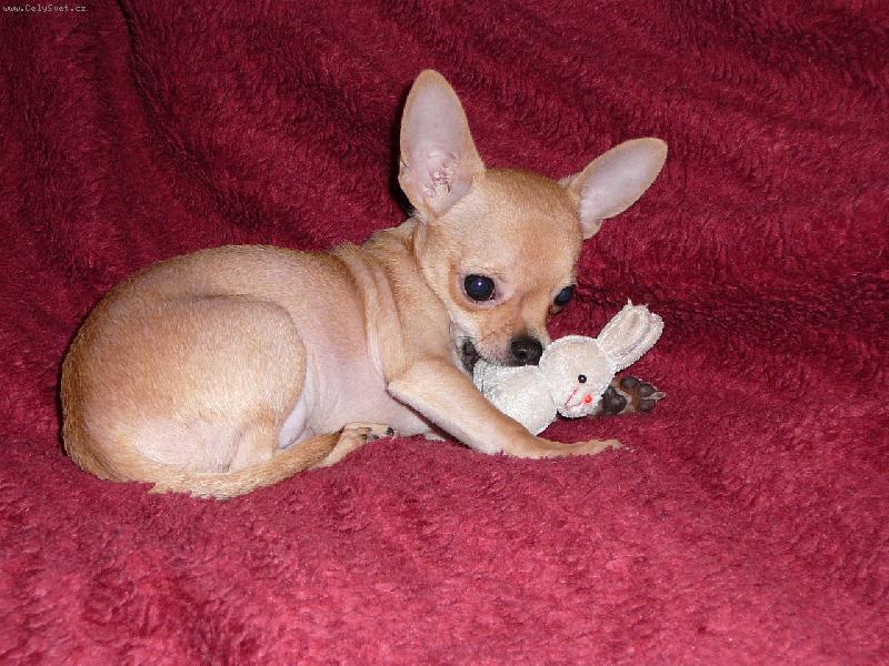 Foto:  Carlosek-Carlos...To je moje klasn� �t���tko...Na fotce ma 3m�s�ce