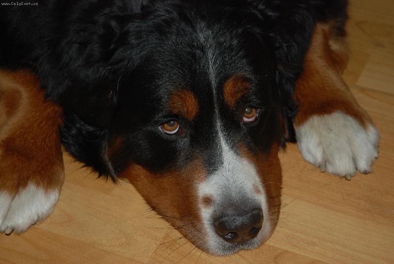 Foto: Garp P�seck� hory-bernsk� sala�nick� pes