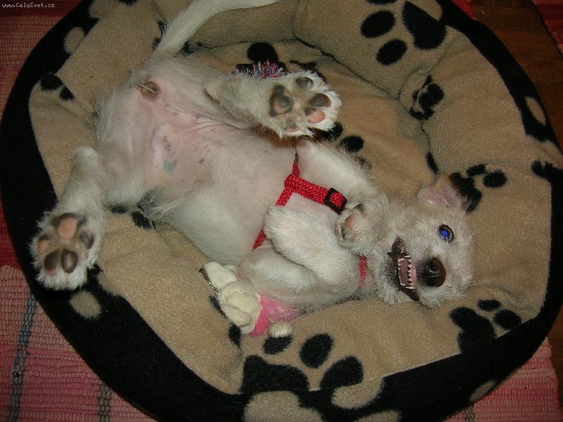 Foto: zurim-kdyz me nenechaj spat tak je zakounu