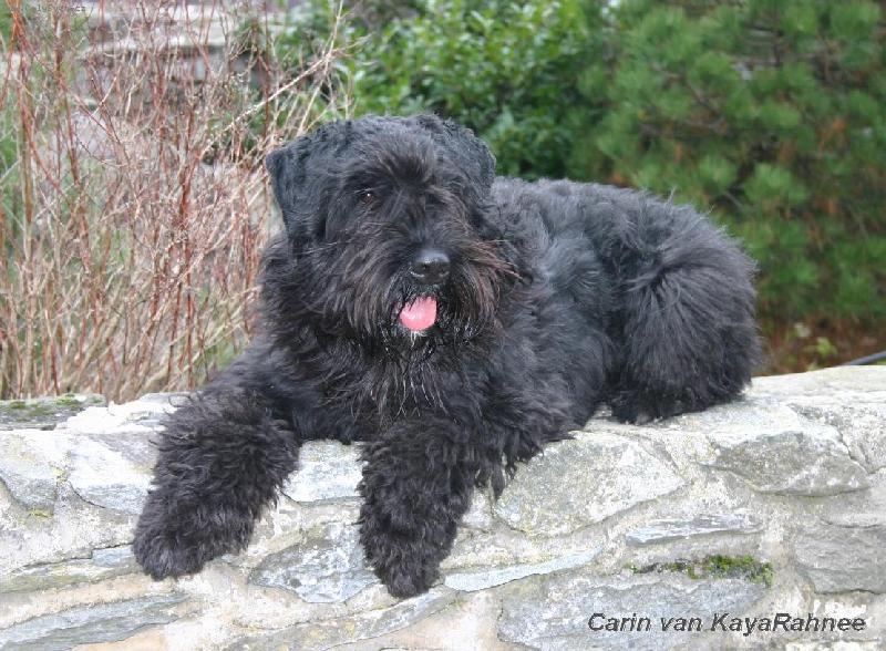 Foto: Odpo�inek na hradb�ch-Carin na hrad� Sovinec