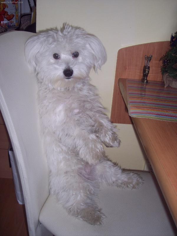 Foto: Abb�sek-takhle pros�m o n�co na zub