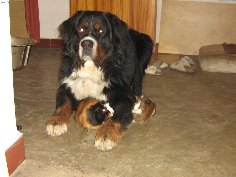 Foto: Kamo�i-Brit s mor��tkama �mudlou a F��kem