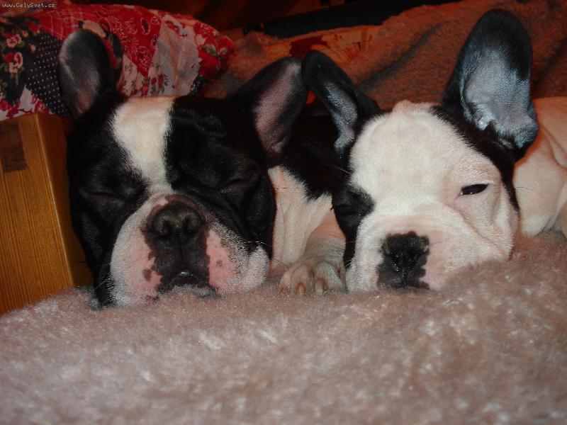 Foto: Mil��ci-Tak takhle se n�m nejl�p spink�...