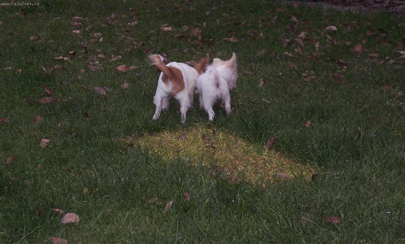 Foto: Zade�ky-V�ak my to vy�uch�me. Jsme �ikovn� holky.