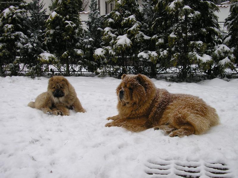 Foto: zasn�en� romance-prvn� sn�ek