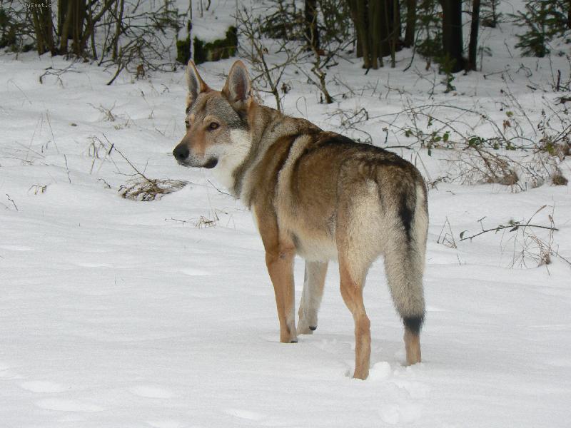 Foto: Kone�n� sn�h!