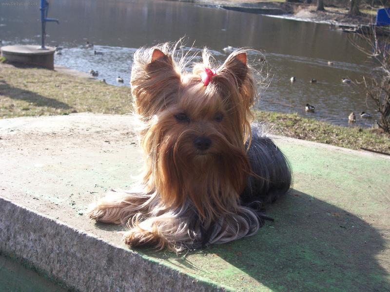 Foto: Bessy u �eky-Bessy u �eky