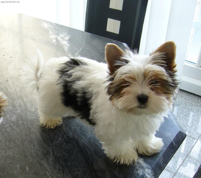 Foto: Dino-pejsek Hanky Ma��nov�, kdy� jsme si pro n�j jely