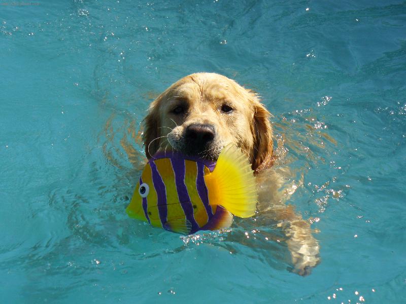 Foto: Buddy ryba��-Ryb��