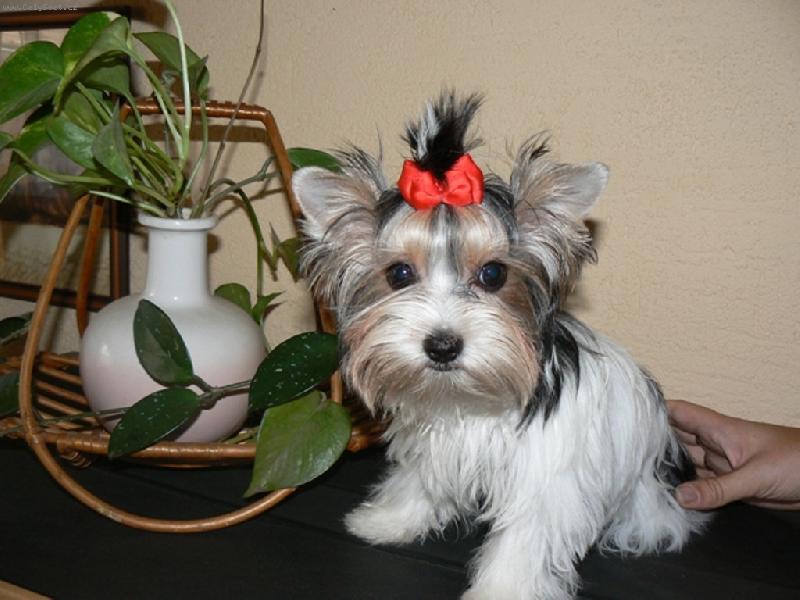 Foto: www.york-biewer-terier.cz-na�e poklady