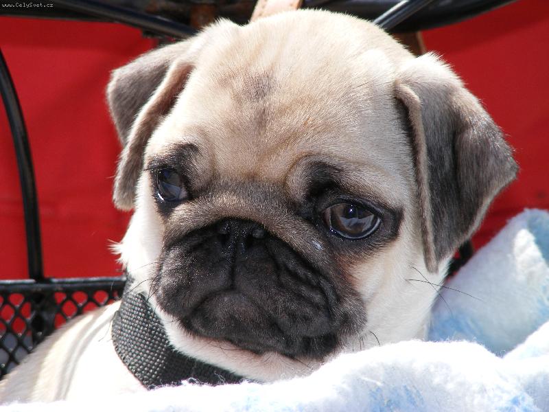 Foto: Enynka-To je na�e zlat��ko...