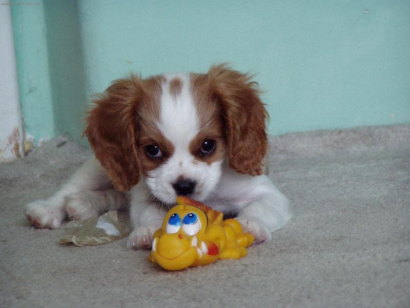 Foto: jsem malej, ale trh�m u� obstojn�-dvou-t��m�s��n� �t���tko kaval�rka