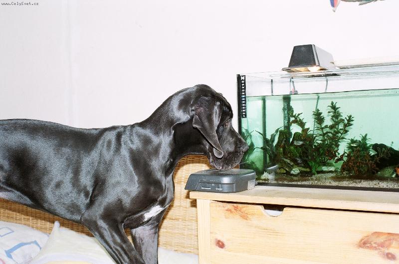 Foto: Desert Rose Quincy ETC-Desert Rose Quincy ETC