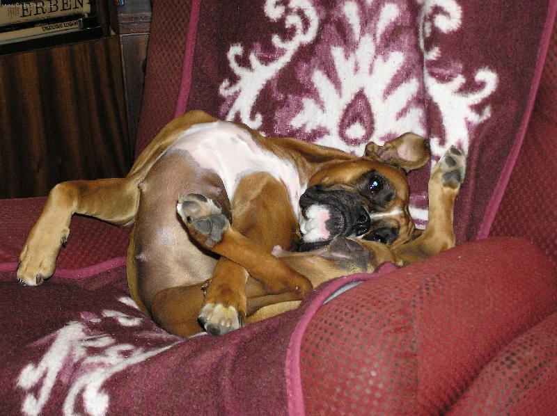 Foto: Aemi odpo��v�-...�e by ps� j�ga