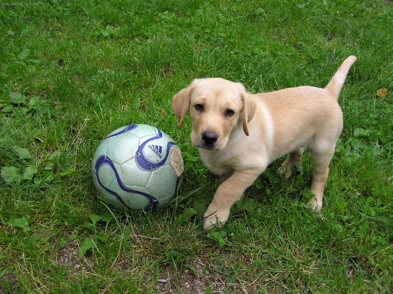 Foto: Andy(End�sek) 2 m�s�ce-Asi budu fotbalista