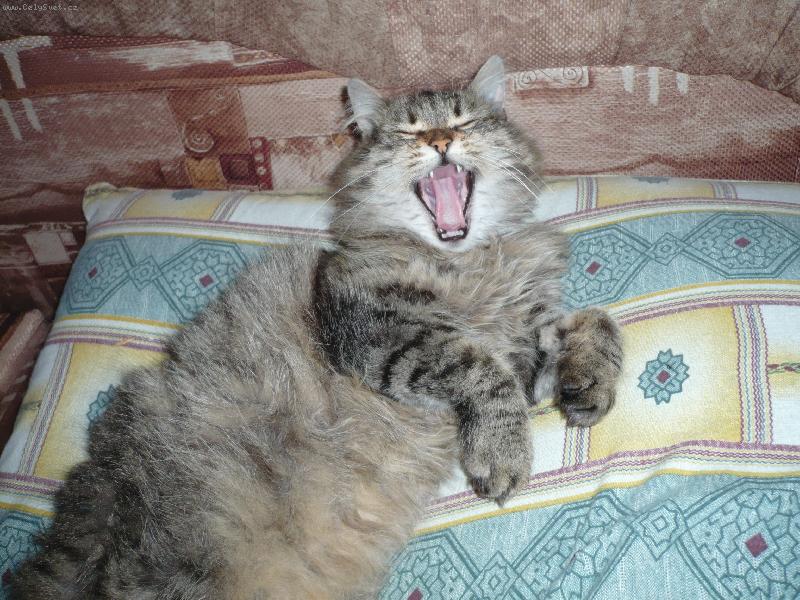 Foto: Spokojen� Ad�lka-Na�e Ad�lka je st�le spokojen�