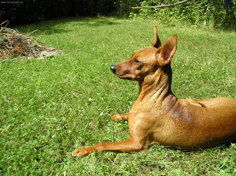 Foto: Mairra Marietta Roz�rka-pozor hl�d�m