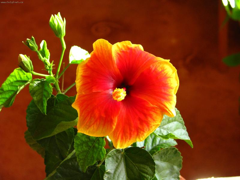 Foto: djakarta-djakarta