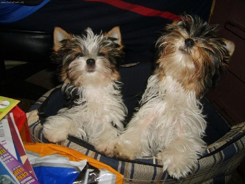 Foto: www.york-biewer-terier.cz-co tam je?