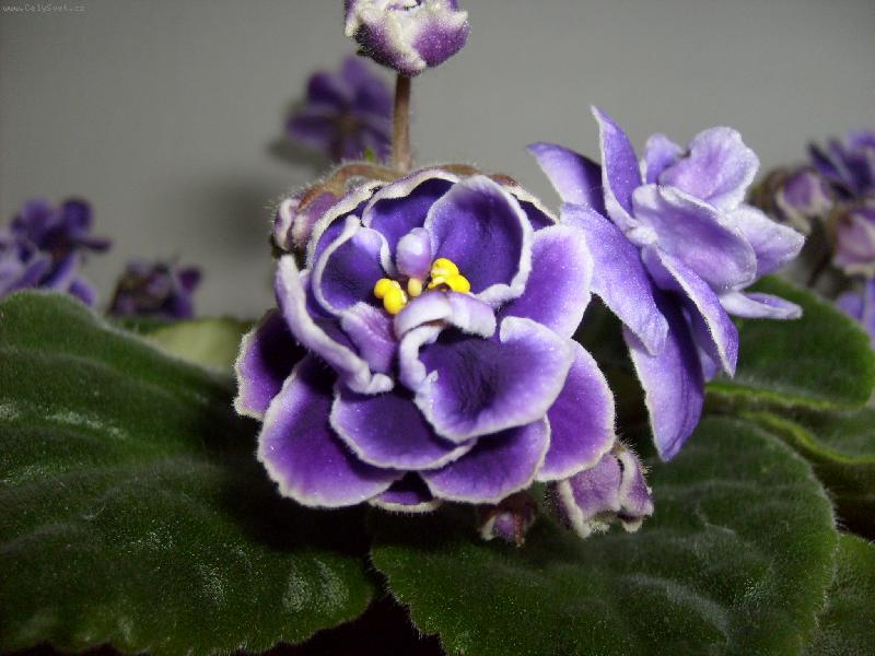 Foto: Africk� fialka