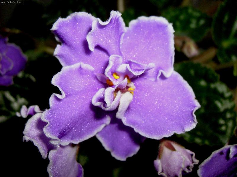 Foto: Africk� fialka