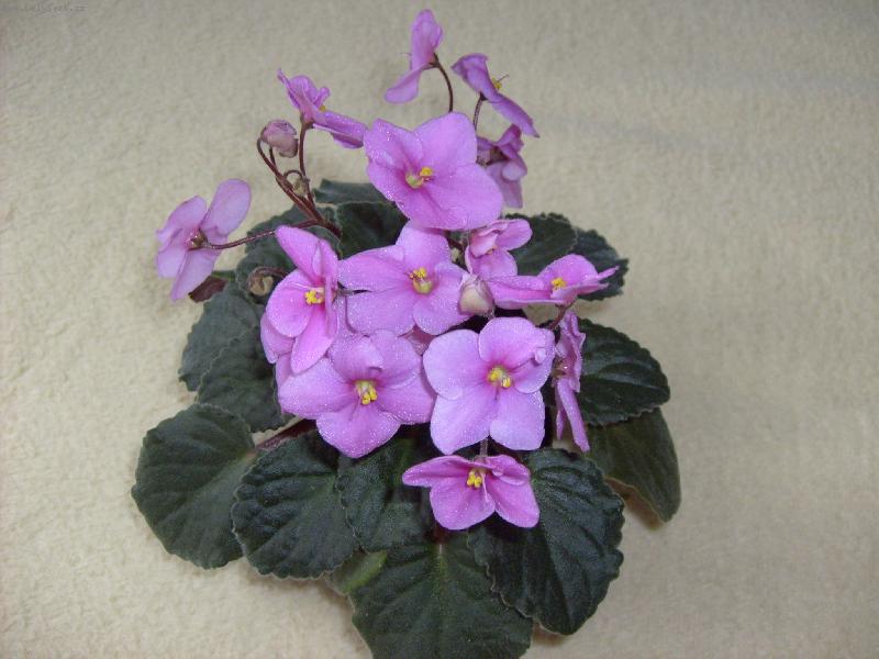 Foto: Africk� fialka