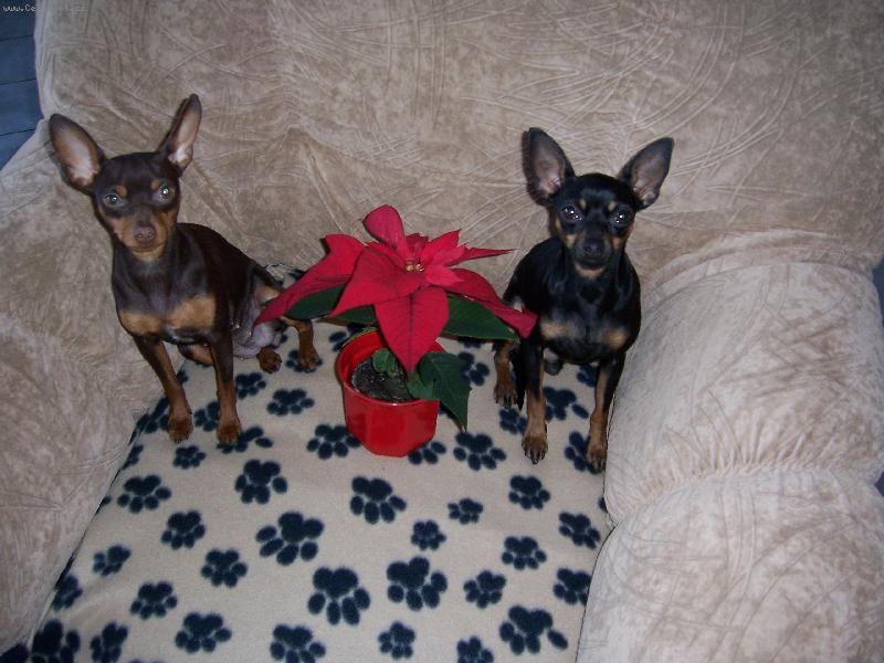 Foto: holky-prdelky-ps� v�noce