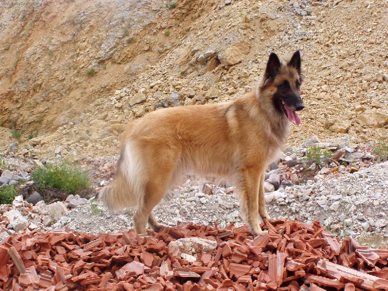 Foto: Alexis AlmurRoyal - z�chran�rka-za��na vyhlad�vanie v ruin�ch