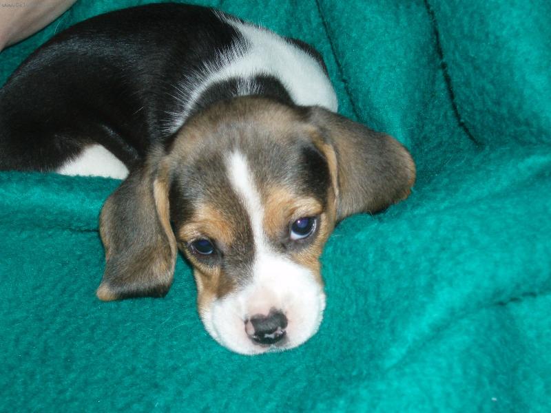 Foto: Aira-4 t�dny