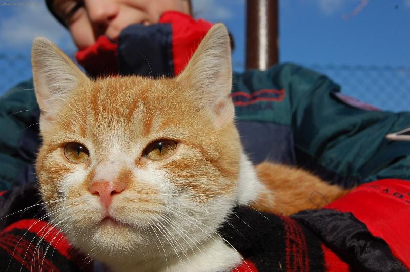 Foto: Albert-www.mastiff.cz