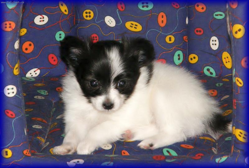 Foto: Bellinda Camilla Altair-6 t�dn�