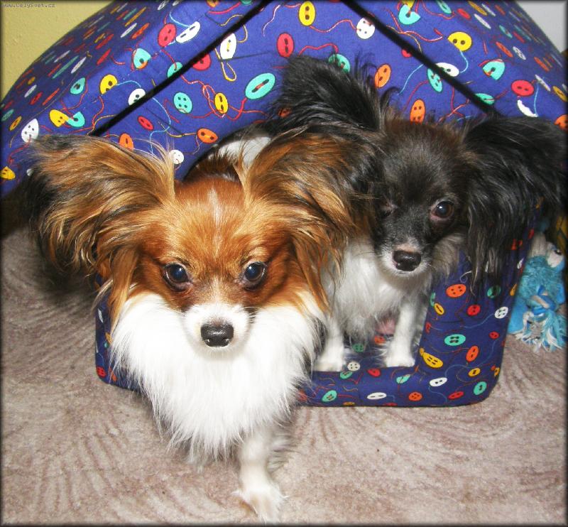 Foto: Goldy a Catrine-na�e papillon� sle�ny