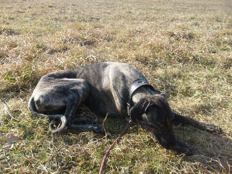 Foto: K�liha Bohemia Genao-Poledn� pauza.