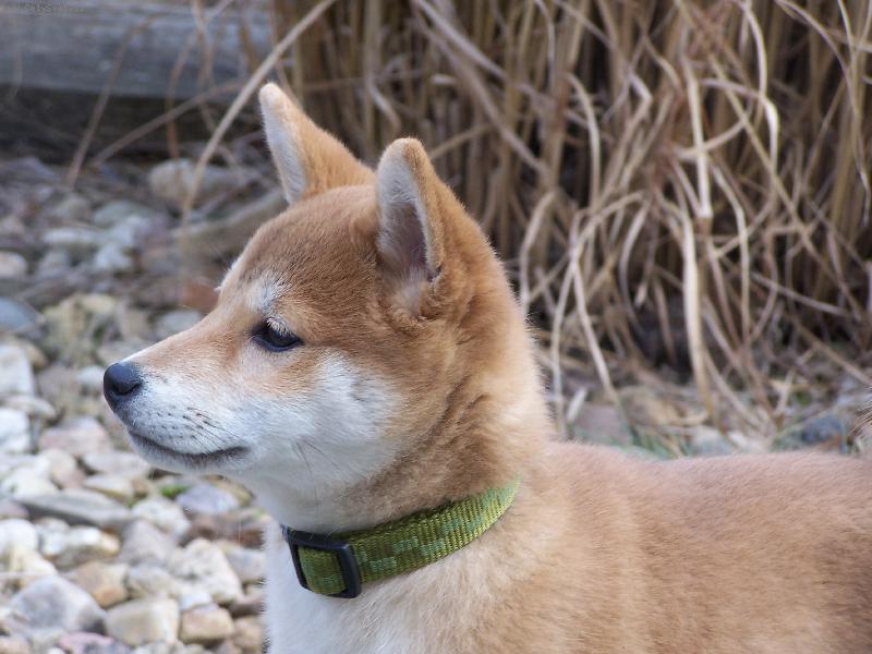 Foto: Casper-Na�e mal� shiba