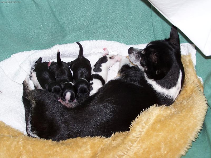 Foto: Anynka s d�tma-p�r hodin po porodu