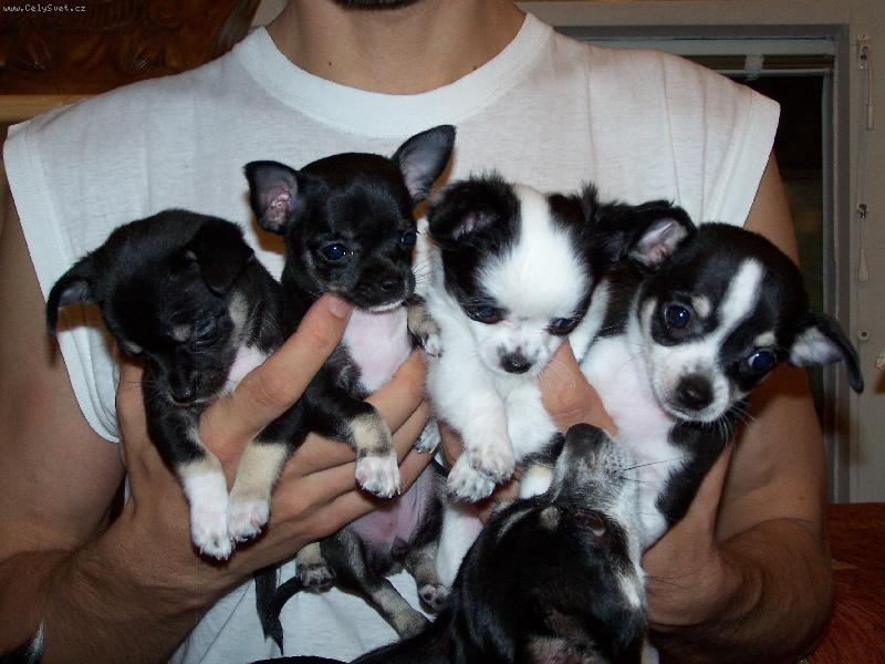 Foto: Anyn�iny d�ti-Lejdynka,Tobinka,D�dinka a Monti