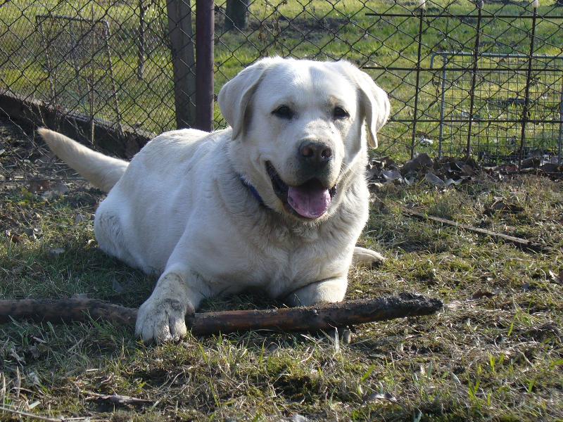 Foto: Cliff��ek-Tak tadyk je na zahrad� s klac�kem moje zlat��ko