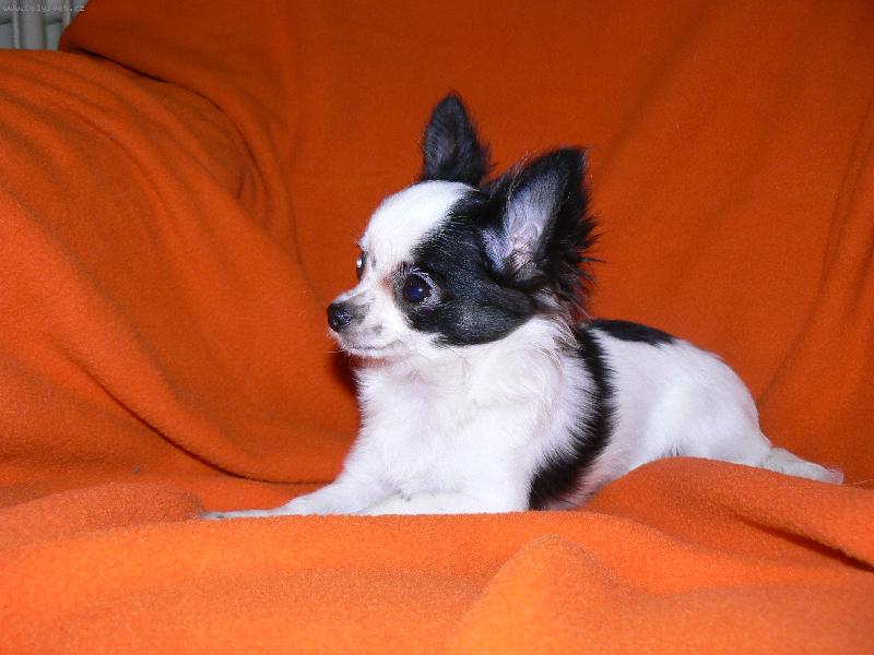 Foto: D�dinka z Prahy-dcerka Anynky z Hav��ova