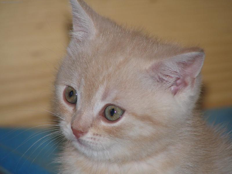 Foto: Caramelo Porubsk� kv�t