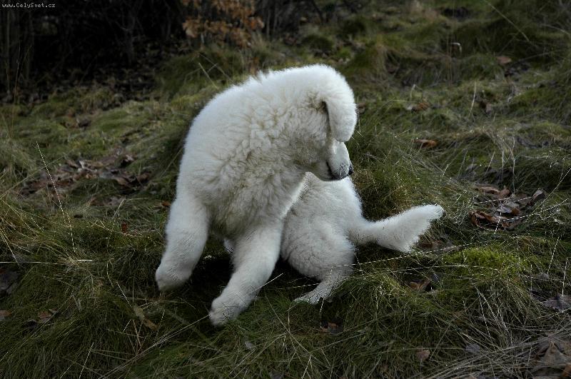 Foto: Skota��c� �iro - necel� t�i m�s�ce