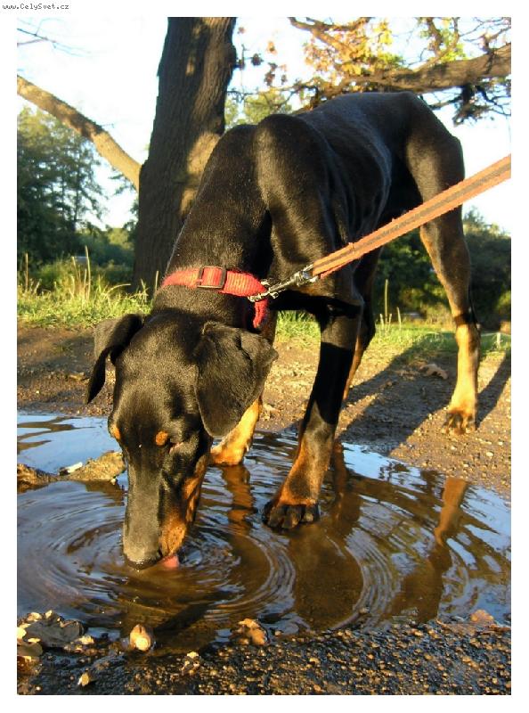 Foto: U� jako mal�, r�da pila z lou�e.