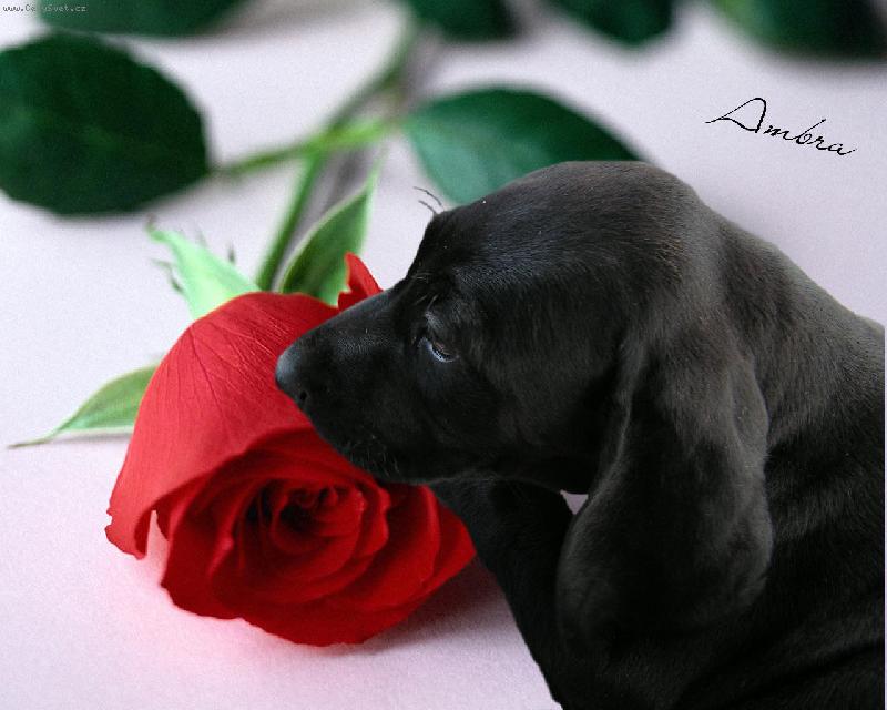 Foto: Ambra NKO-To j� bylo 8 t�dn�