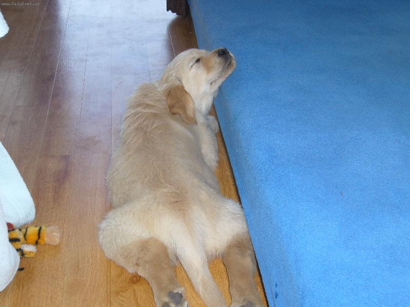 Foto: pohodl� nade v�e-to je n� pejsem kdy� mu byly je�t� 3 m�s�ce. Hrozn� r�d sp�!!