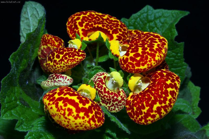 Foto: pantofl��ek-pantofl��ek, dmuloret