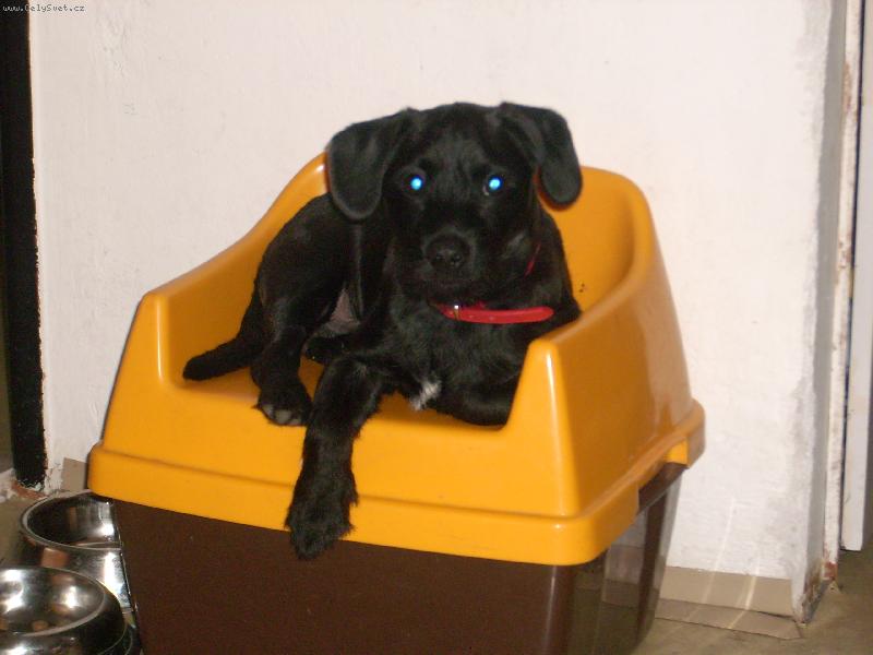 Foto: Ax�k-Border jen po mamce, ta�ka vo��ek :-)