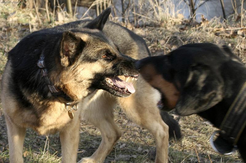 Foto: S�hni na ten klacek a uvid�!-Aportky p�i proch�zce