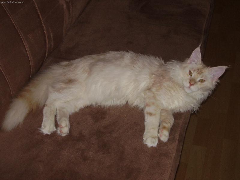 Foto: Pipin exklusiv-j� jsem tady hlava rodiny